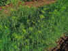 Dill1.jpg (301114 bytes)