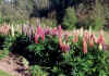 Lupine_1.jpg (174181 bytes)
