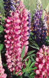 Lupine_3.jpg (100157 bytes)
