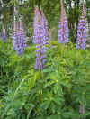 Russells_Lupine.jpg (139805 bytes)