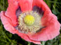 poppies031 copy.jpg (142412 bytes)