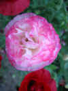 IMG_1736 copy.jpg (58674 bytes)