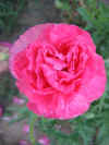IMG_1737 copy.jpg (58538 bytes)