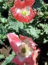 IMG_2500 copy.jpg (95282 bytes)