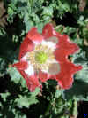 IMG_2501 copy.jpg (86390 bytes)