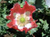 IMG_2502 copy.jpg (80307 bytes)