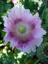 IMG_2743 copy.jpg (74045 bytes)