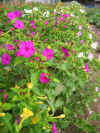 IMG_3172 copy.jpg (158239 bytes)